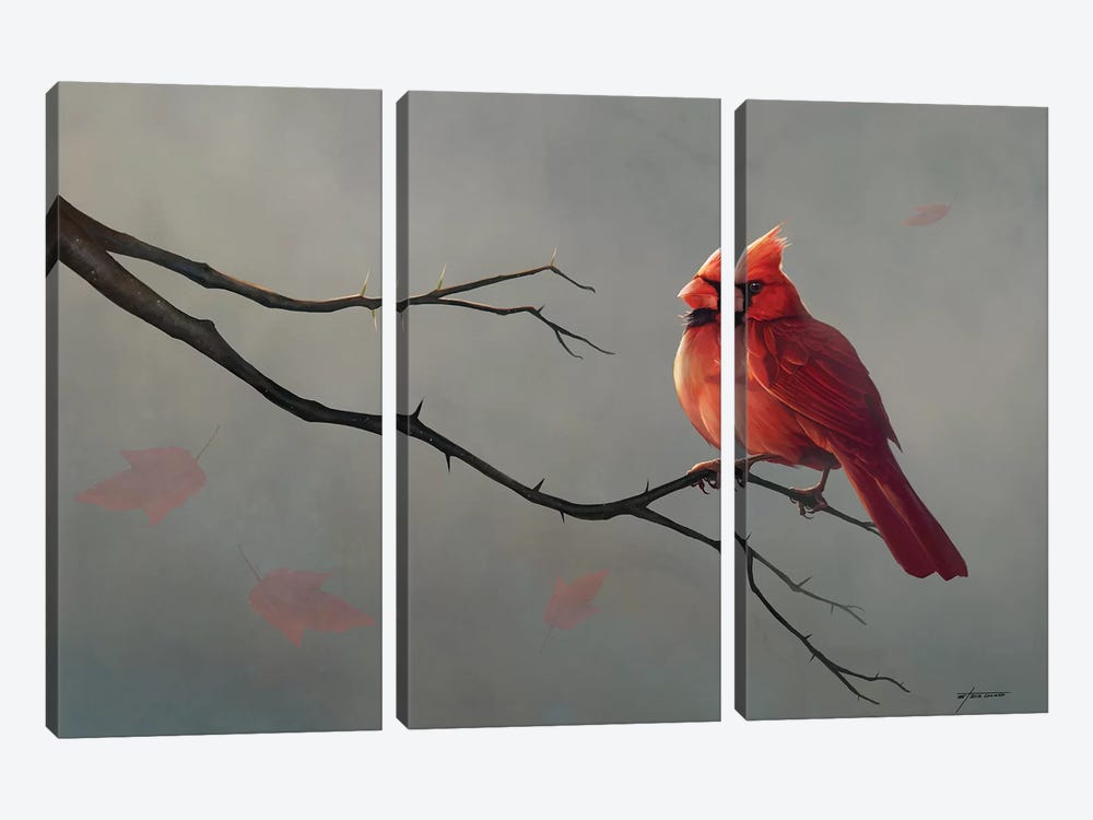 Male Cardinal by Steve Goad 3-piece Art Print