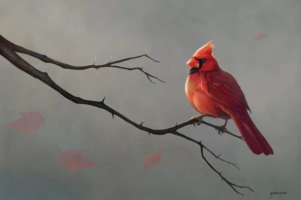 Cardinals: Male Cardinal by Steve Goad