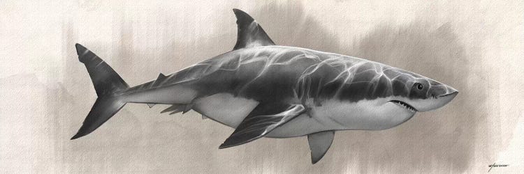 Great White Shark Drawing