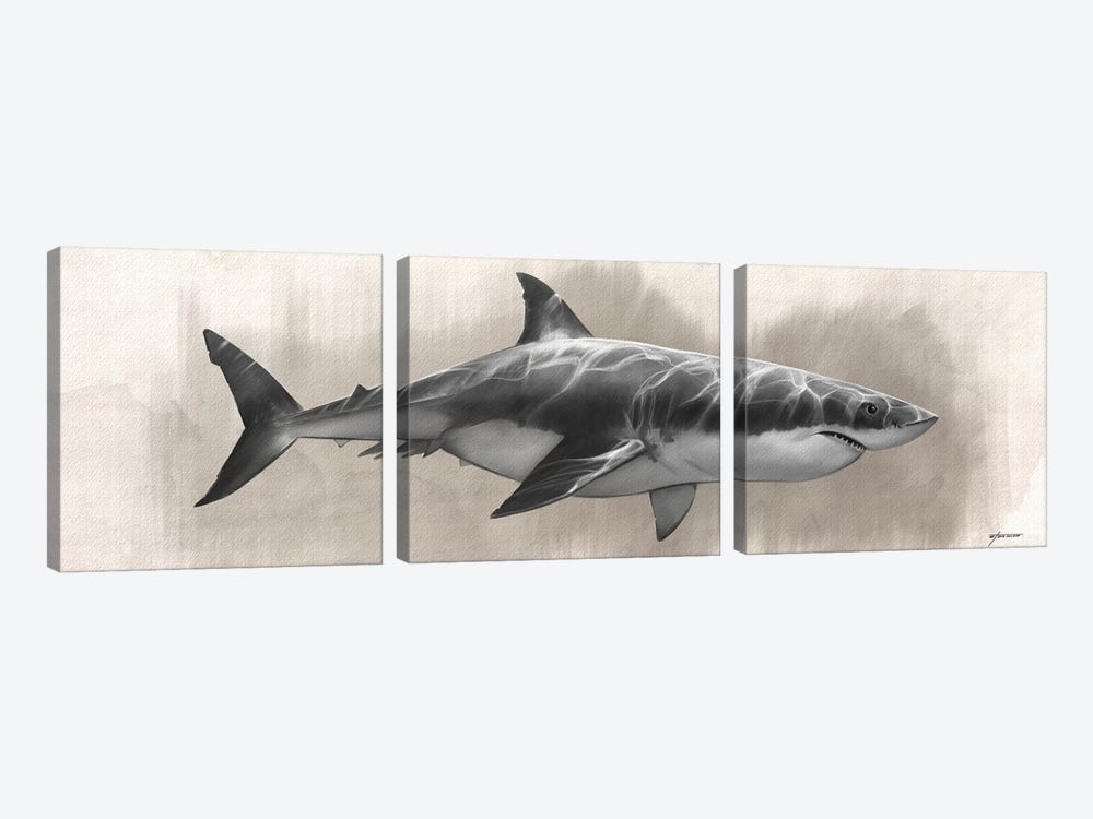 Great White Shark Drawing by Steve Goad 3-piece Canvas Art