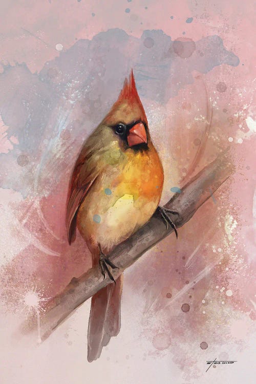 Female Cardinal by Steve Goad wall art