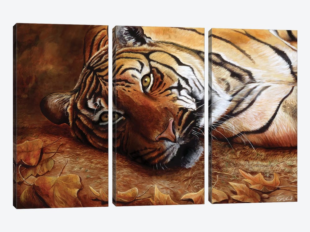 Bengal Tiger by Steve Goad 3-piece Canvas Print