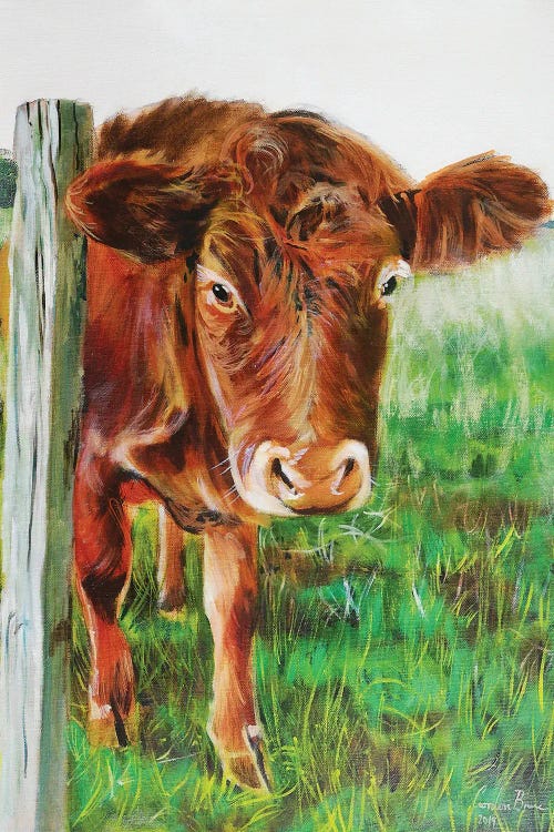 Brown Cow