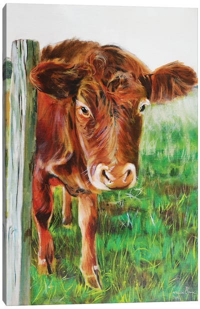 Brown Cow Canvas Art Print