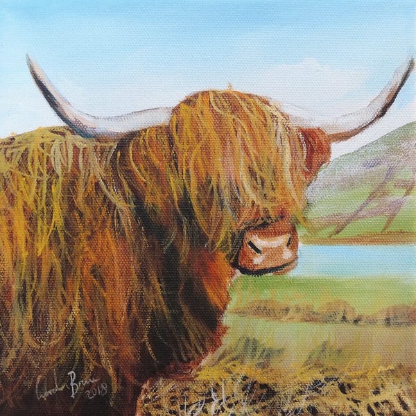 Highland Cow