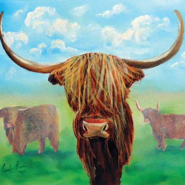 Highland Cows