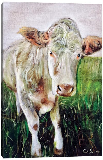 White Cow Canvas Art Print - Gordon Bruce