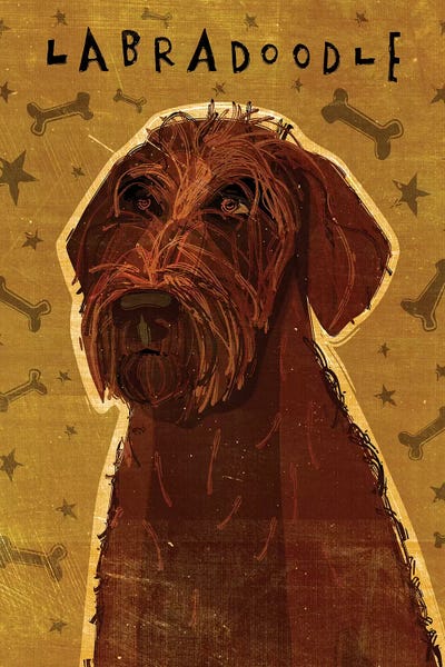 Labradoodle - Chocolate