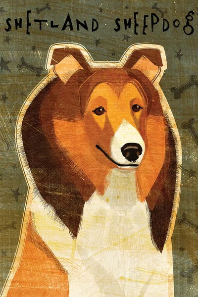 Shetland Sheepdogs: Shetland Sheepdog by John Golden