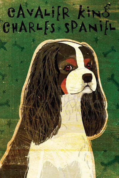 Cavalier King Charles - Tri-Color