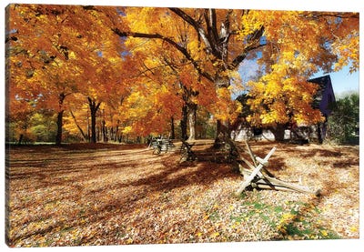 Leaves Covered Road, Wick Farm, Jockey Hollow State Park, Morristown, New Jersey Canvas Art Print - George Oze