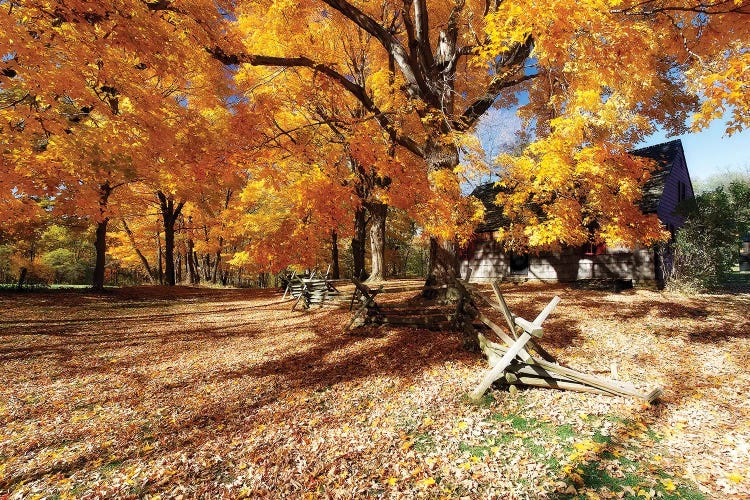 Leaves Covered Road, Wick Farm, Jockey Hollow State Park, Morristown, New Jersey