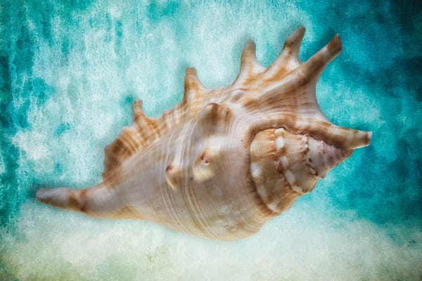 Still Life Photography: Aquatic Dreams I by George Oze