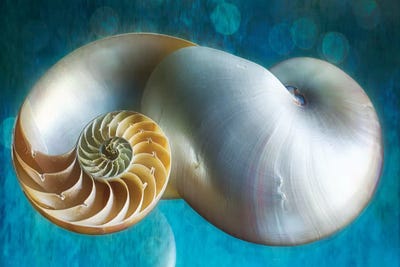 Aquatic Dreams II by George Oze gallery poster