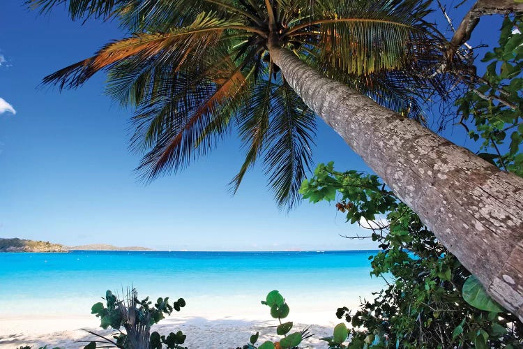 Low Angle View of a Leaning Palm Tree on a Tropical Beach, Trunk Bay Neach, St John, USVI