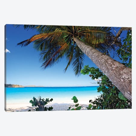 Low Angle View of a Leaning Palm Tree on a Tropical Beach, Trunk Bay Neach, St John, USVI Canvas Print #GOZ119} by George Oze Canvas Art Print