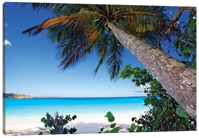 Low Angle View of a Leaning Palm Tree on a Tropical Beach, Trunk Bay Neach, St John, USVI Canvas Art Print - US Virgin Islands