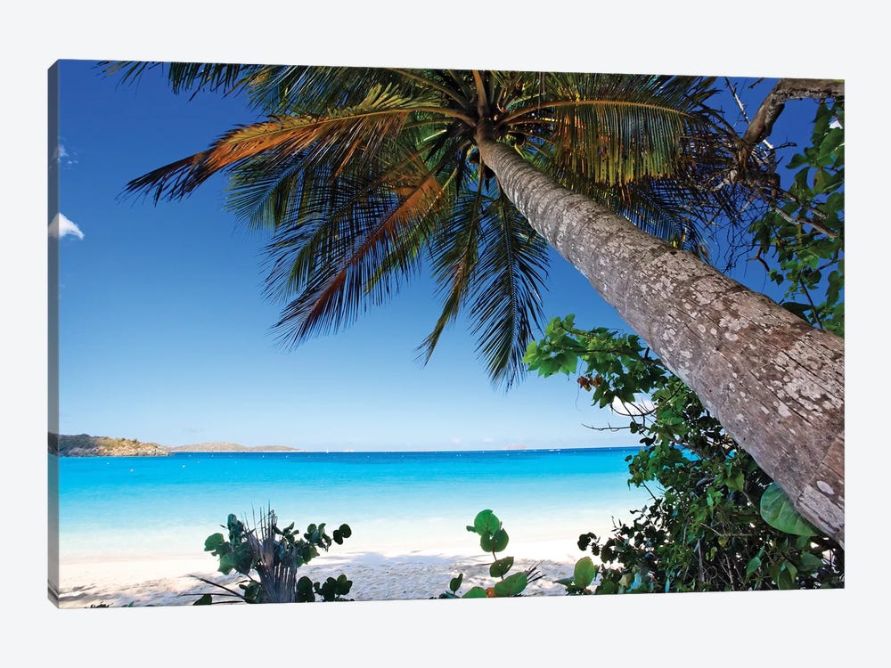 Low Angle View of a Leaning Palm Tree on a Tropical Beach, Trunk Bay Neach, St John, USVI by George Oze 1-piece Canvas Art