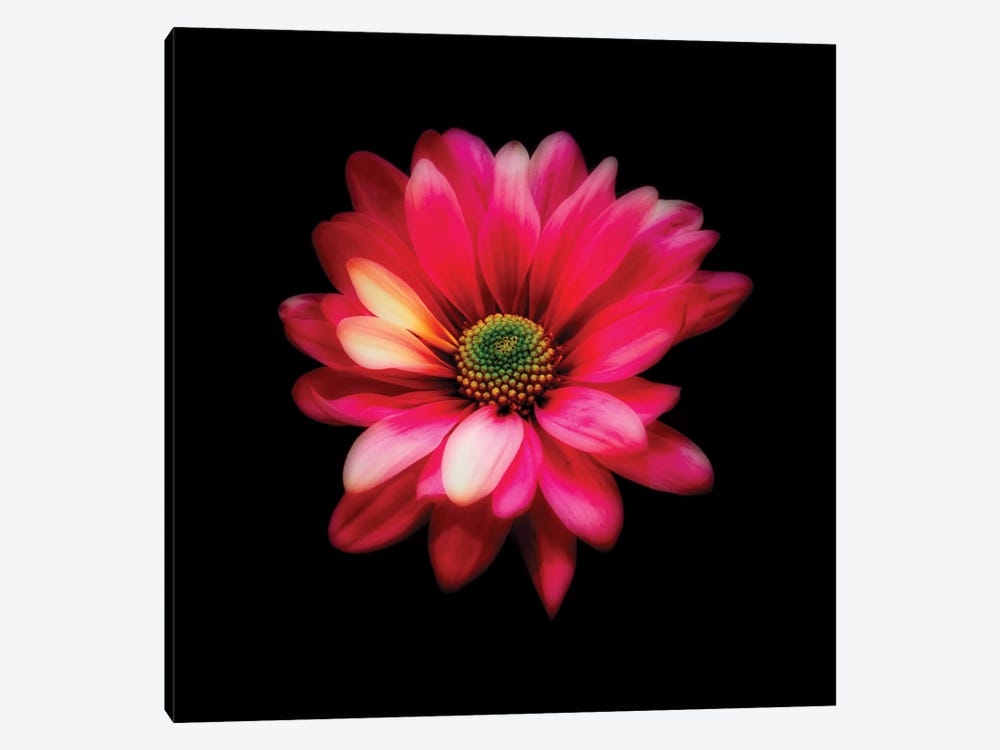 Luminous Red Daisy by George Oze 1-piece Canvas Wall Art