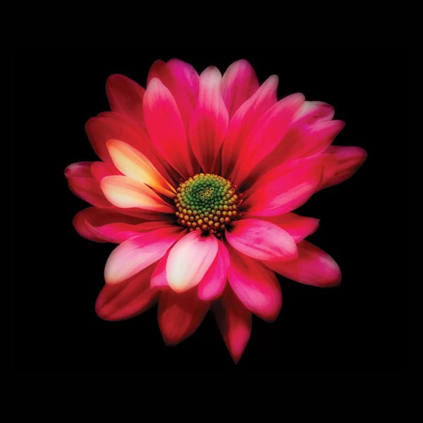 Daisies: Luminous Red Daisy by George Oze