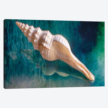 Aquatic Dreams III Canvas Print #GOZ12} by George Oze Canvas Art