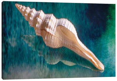Aquatic Dreams III Canvas Art Print - George Oze