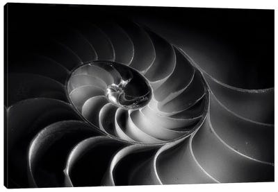Nautilus Spiral Canvas Art Print - Abstracts in Nature