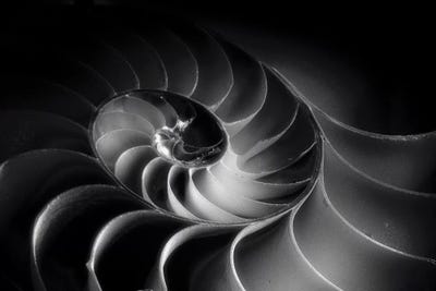 Nautiluses