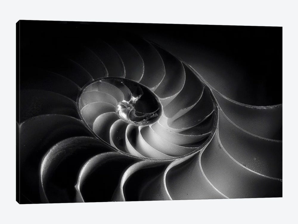 Nautilus Spiral by George Oze 1-piece Canvas Wall Art