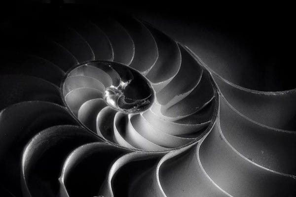 Abstracts In Nature: Nautilus Spiral by George Oze