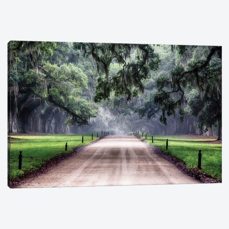 Oak Trees Branching Over a Country Road, Avenue of Oaks, Boone Hall Plantation, Mt Pleasant, South Carolina Canvas Print #GOZ132} by George Oze Canvas Print