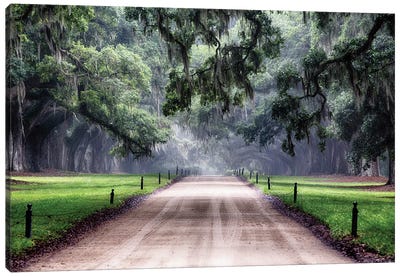 Oak Trees Branching Over a Country Road, Avenue of Oaks, Boone Hall Plantation, Mt Pleasant, South Carolina Canvas Art Print - South Carolina
