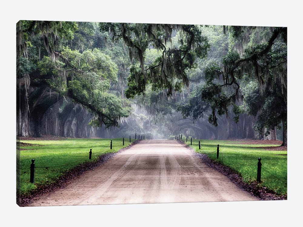Oak Trees Branching Over a Country Road, Avenue of Oaks, Boone Hall Plantation, Mt Pleasant, South Carolina by George Oze 1-piece Art Print