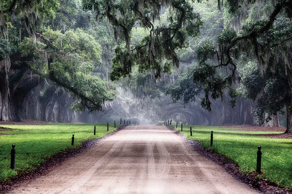 South Carolina: Oak Trees Branching Over a Country Road, Avenue of Oaks, Boone Hall Plantation, Mt Pleasant, South Carolina by George Oze