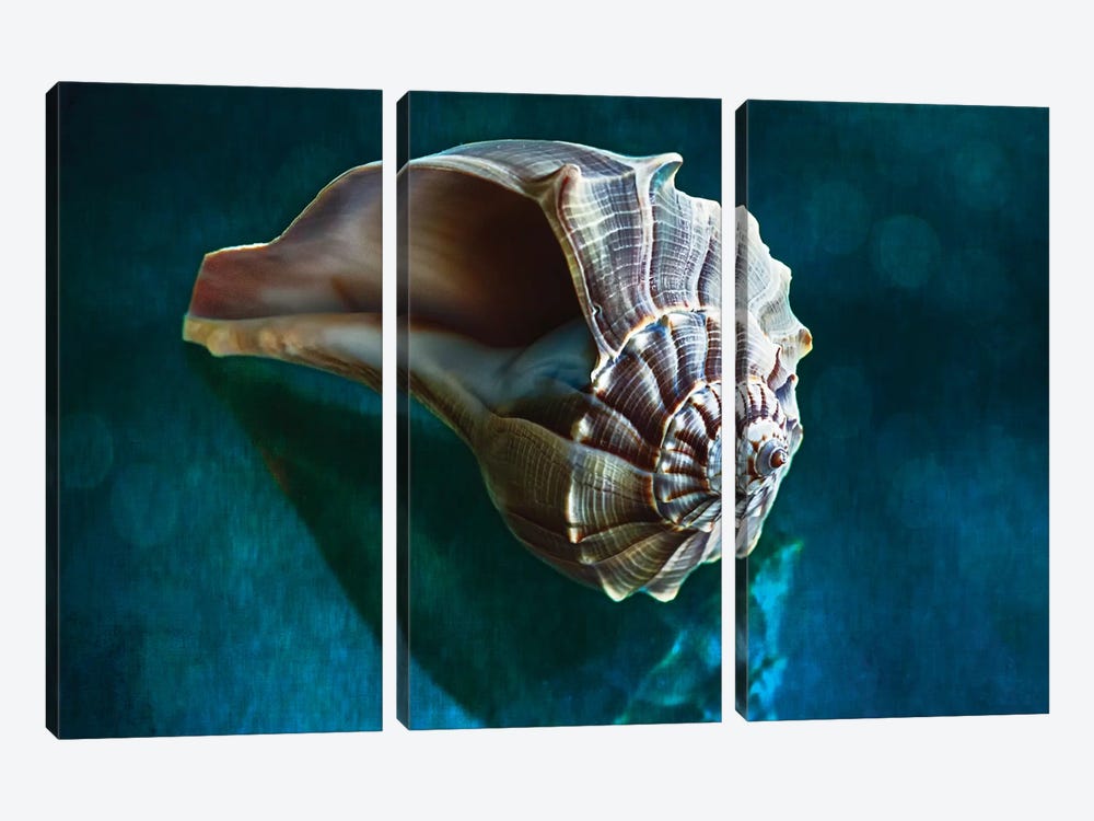 Aquatic Dreams IV by George Oze 3-piece Art Print