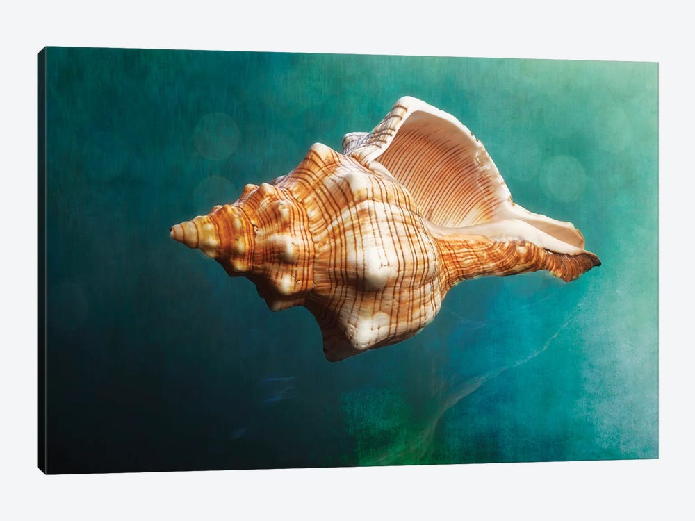 Aquatic Dreams V by George Oze 1-piece Canvas Artwork
