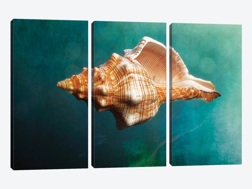 Aquatic Dreams V by George Oze 3-piece Canvas Art