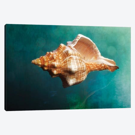 Aquatic Dreams V Canvas Print #GOZ14} by George Oze Canvas Art Print