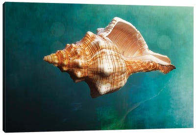 Aquatic Dreams V Canvas Art Print - George Oze