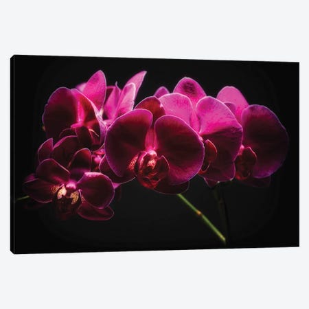 Purple Orchids with Painted Light Canvas Print #GOZ156} by George Oze Canvas Artwork