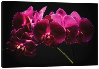 Purple Orchids with Painted Light Canvas Art Print - Orchid Art
