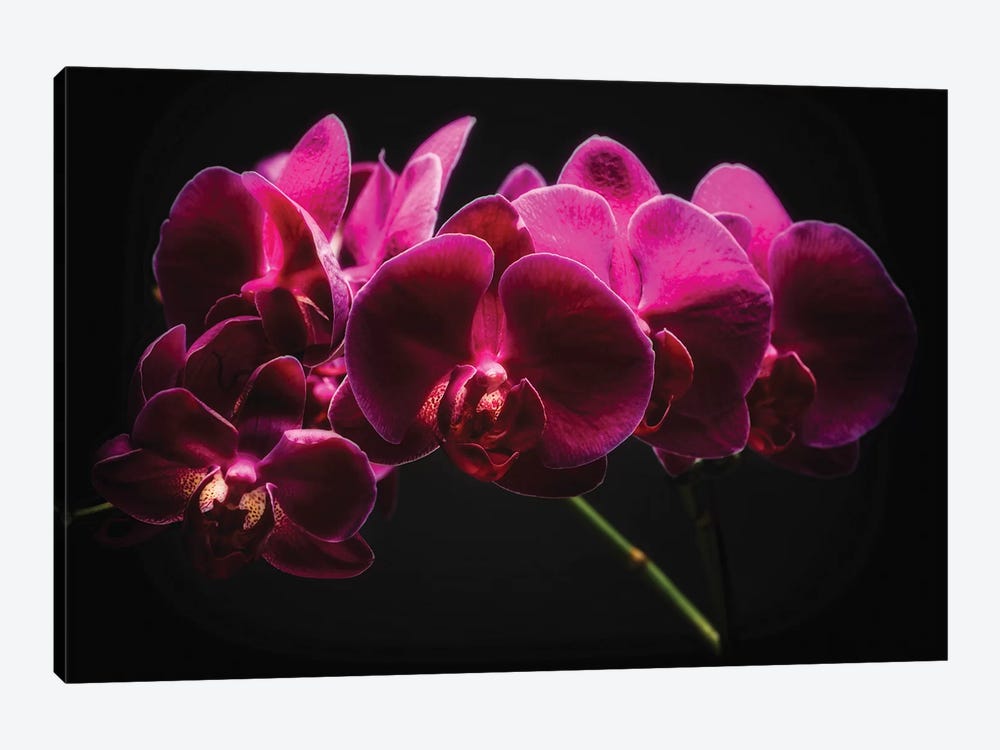 Purple Orchids with Painted Light by George Oze 1-piece Canvas Art Print
