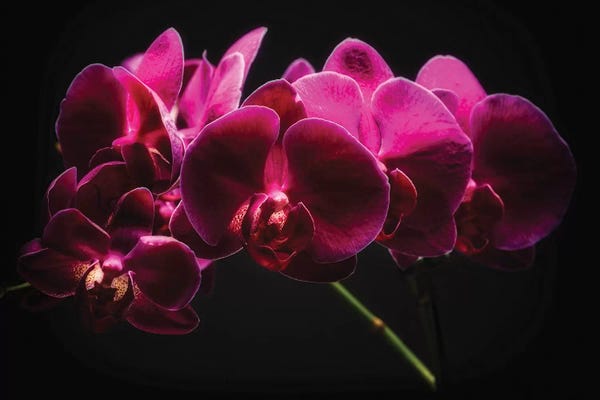 George Oze: Purple Orchids with Painted Light by George Oze