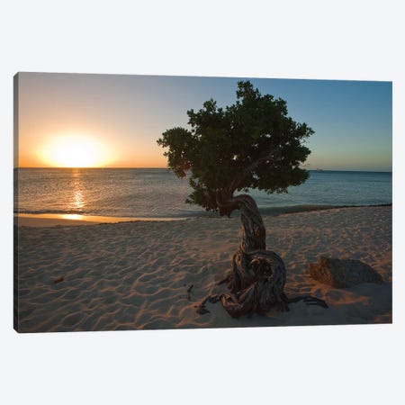 Beach Sunset with a Fofoti Tree, Aruba, Dutch Antilles Canvas Print #GOZ15} by George Oze Canvas Print