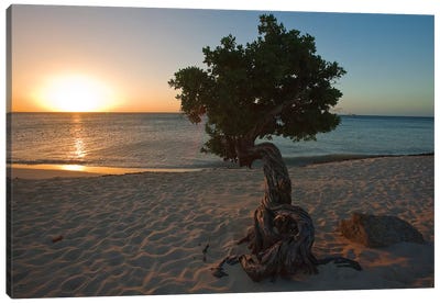 Beach Sunset with a Fofoti Tree, Aruba, Dutch Antilles Canvas Art Print - George Oze
