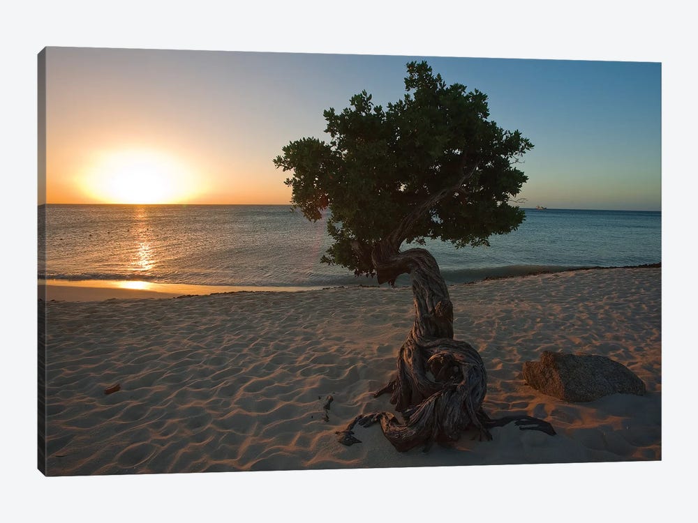 Beach Sunset with a Fofoti Tree, Aruba, Dutch Antilles by George Oze 1-piece Canvas Art Print