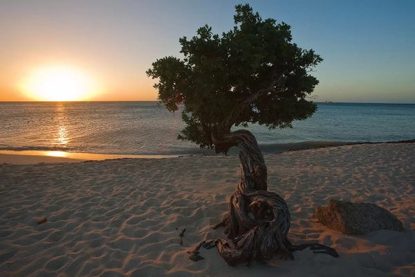 Aruba: Beach Sunset with a Fofoti Tree, Aruba, Dutch Antilles by George Oze