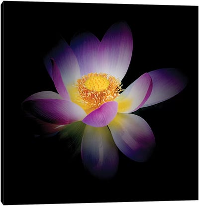 Rebirth of a Luminous Lotus Canvas Art Print - George Oze