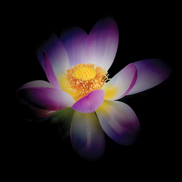 Rebirth of a Luminous Lotus