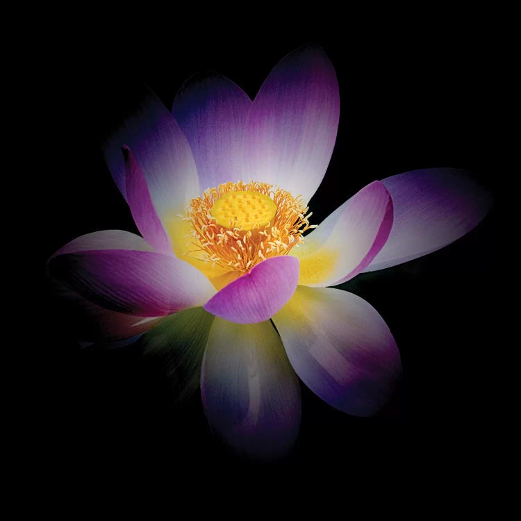 Rebirth of a Luminous Lotus by George Oze wall art
